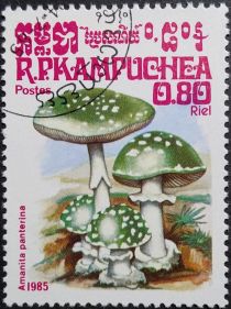 Amanita panterina