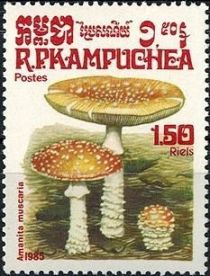 Amanita Muscaria