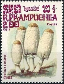 Coprinus comatus