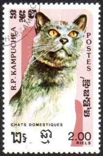 Domestic Cat (Felis silvestris catus)