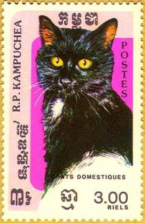 Domestic Cat (Felis silvestris catus)