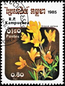 Crocus aureus