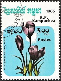 Crocus purpureus grandiflorus