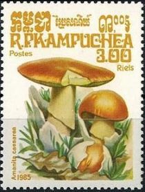 Amanita caesarea