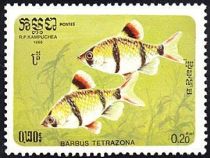 Tiger Barb (Barbus tetrazona)