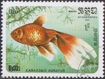 Goldfish (Carassius auratus auratus)