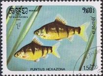 Six-banded Barb (Puntius hexazona)