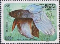 Siamese Fighting Fish (Betta splendens)