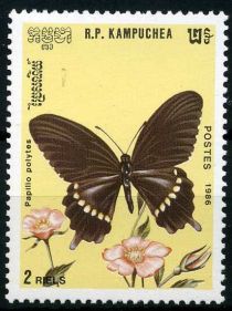 Common Mormon (Papilio polytes)