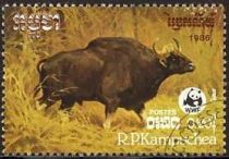 Gaur (Bos gaurus)