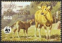 Banteng (Bos javanicus)