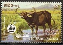 Asian Wild Buffalo (Bubalus arnee)