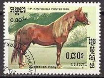 Australian Pony (Equus ferus caballus)