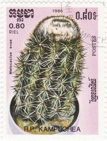 Melocactus evae