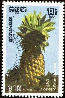 Pineapple (Ananas comosus)