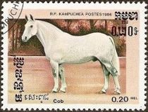 Cob (Equus ferus caballus)