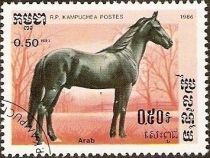 Arabian Horse (Equus ferus caballus)