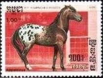 Appaloosa (Equus ferus caballus)