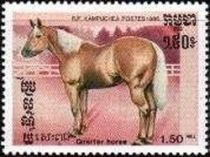 Quarter Horse (Equus ferus caballus)