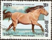 Vladimir Heavy Draught (Equus ferus caballus)