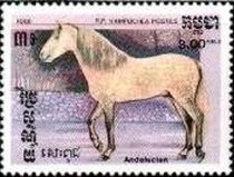 Andalusian (Equus ferus caballus)