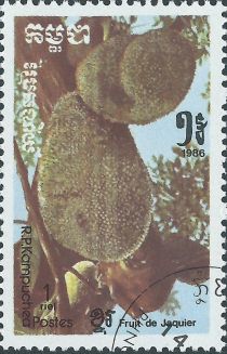 Breadfruit (Artocarpus altilis)