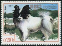 Papillon (Canis lupus familiaris)