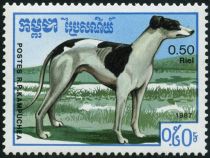 Greyhound (Canis lupus familiaris)