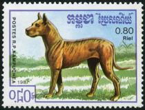 Great Dane (Canis lupus familiaris)