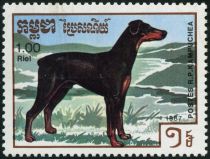 Dobermann Pinscher (Canis lupus familiaris)