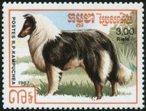 Rough Collie (Canis lupus familiaris)