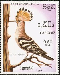 Eurasian Hoopoe (Upupa epops)