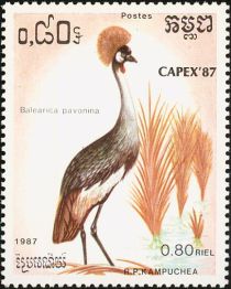 Grey Crowned Crane (Balearica regulorum)