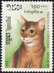 Cinnamon Longhair (Felis silvestris catus)