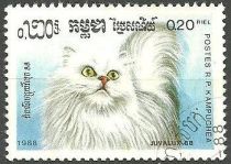 White British Longhair (Felis silvestris catus)