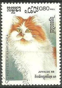 Red and White British Longhair (Felis silvestris catus)