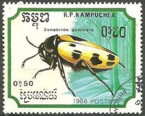 Blister Beetle (Mylabris geminata)