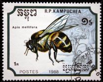 Western Honeybee (Apis mellifera)