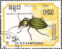 Golden Ground Beetle (Carabus auronitens)