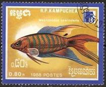 Paradise Fish (Macropodus opercularis)