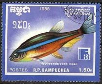 Neon Tetra (Hyphessobrycon inesi)