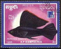 Sailfin Molly (Mollienisia latipinna)