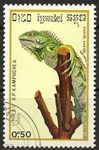 Green Iguana (Iguana iguana)