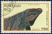 Blue Iguana (Cyclura macleayi)