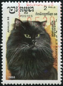 Black Longhair (Felis silvestris catus)