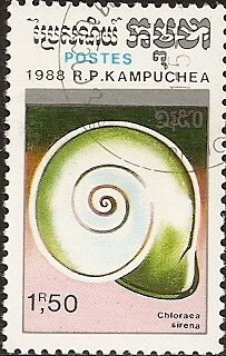 Land Snail (Chloraea sirena)