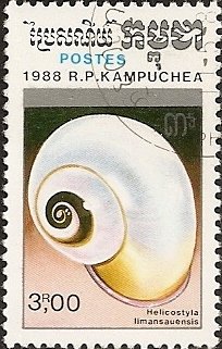 Land Snail (Helicostyla limansauensis)