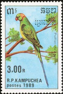 Rose-ringed Parakeet (Psittacula krameri)