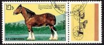 Shire Horse (Equus ferus caballus)