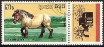 Brabant Horse (Equus ferus caballus)